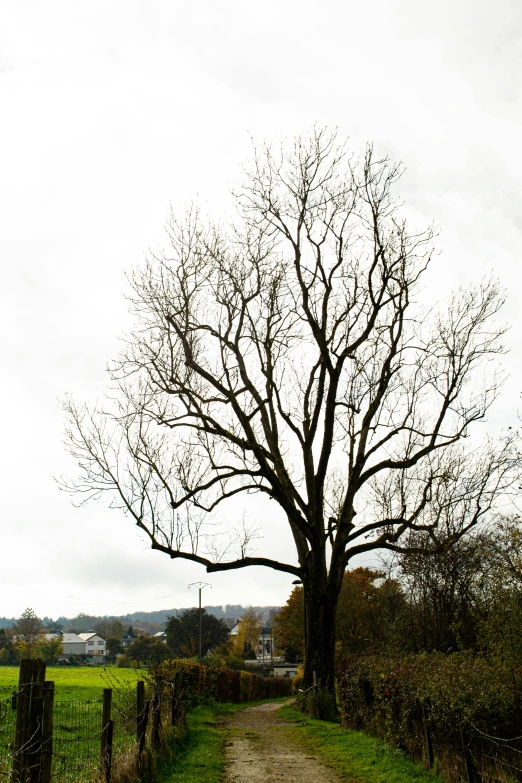 a tree stands alone in a green field