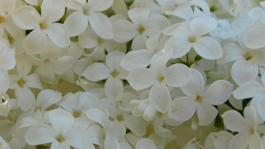 a bunch of white flowers with yellow center