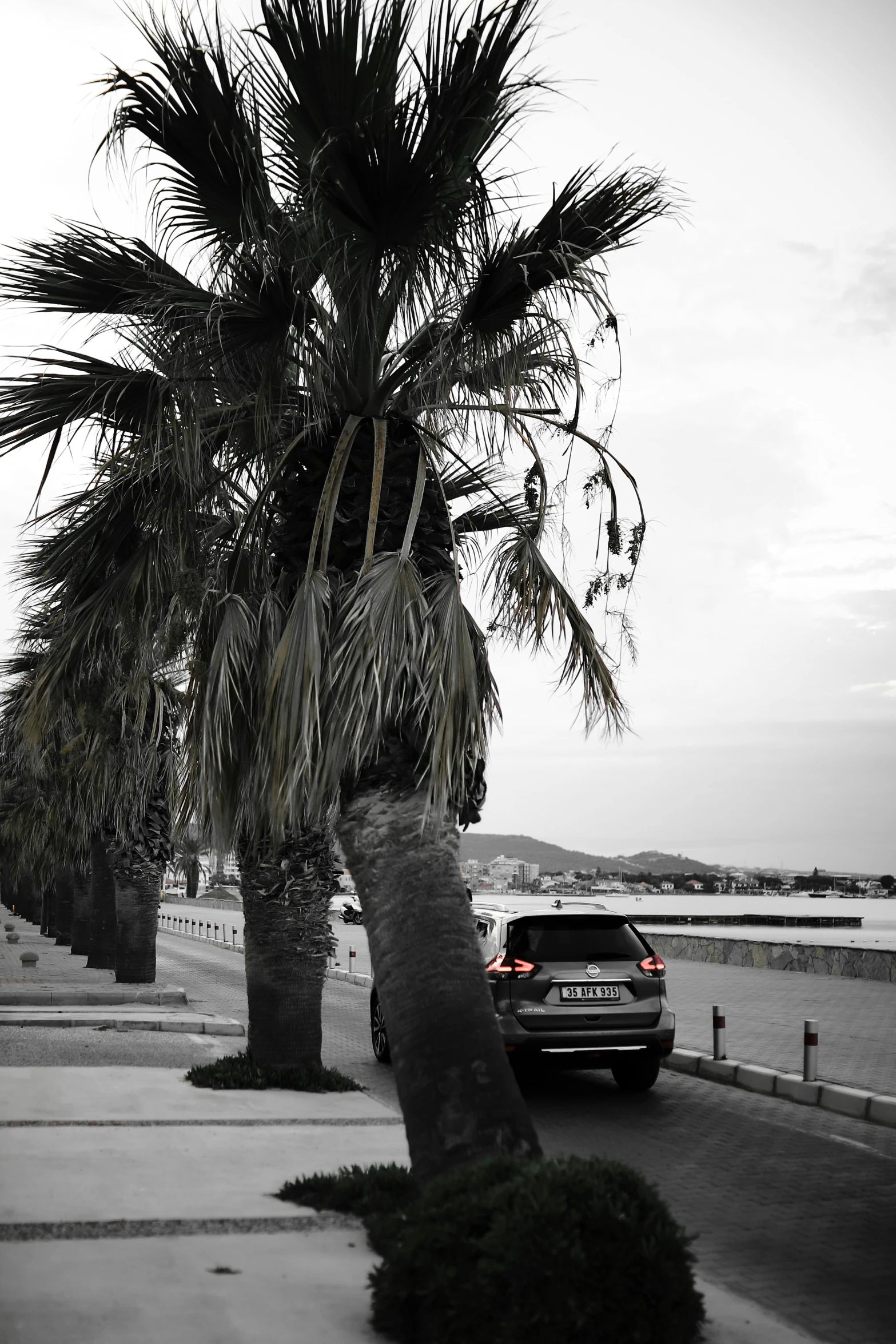 the trunk of the palm tree is bent over to show it's roots