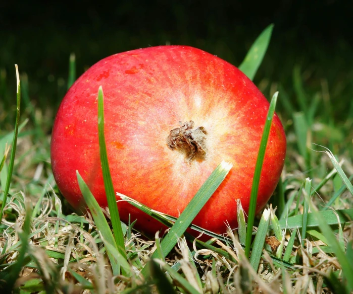 an apple in some grass with green leaves