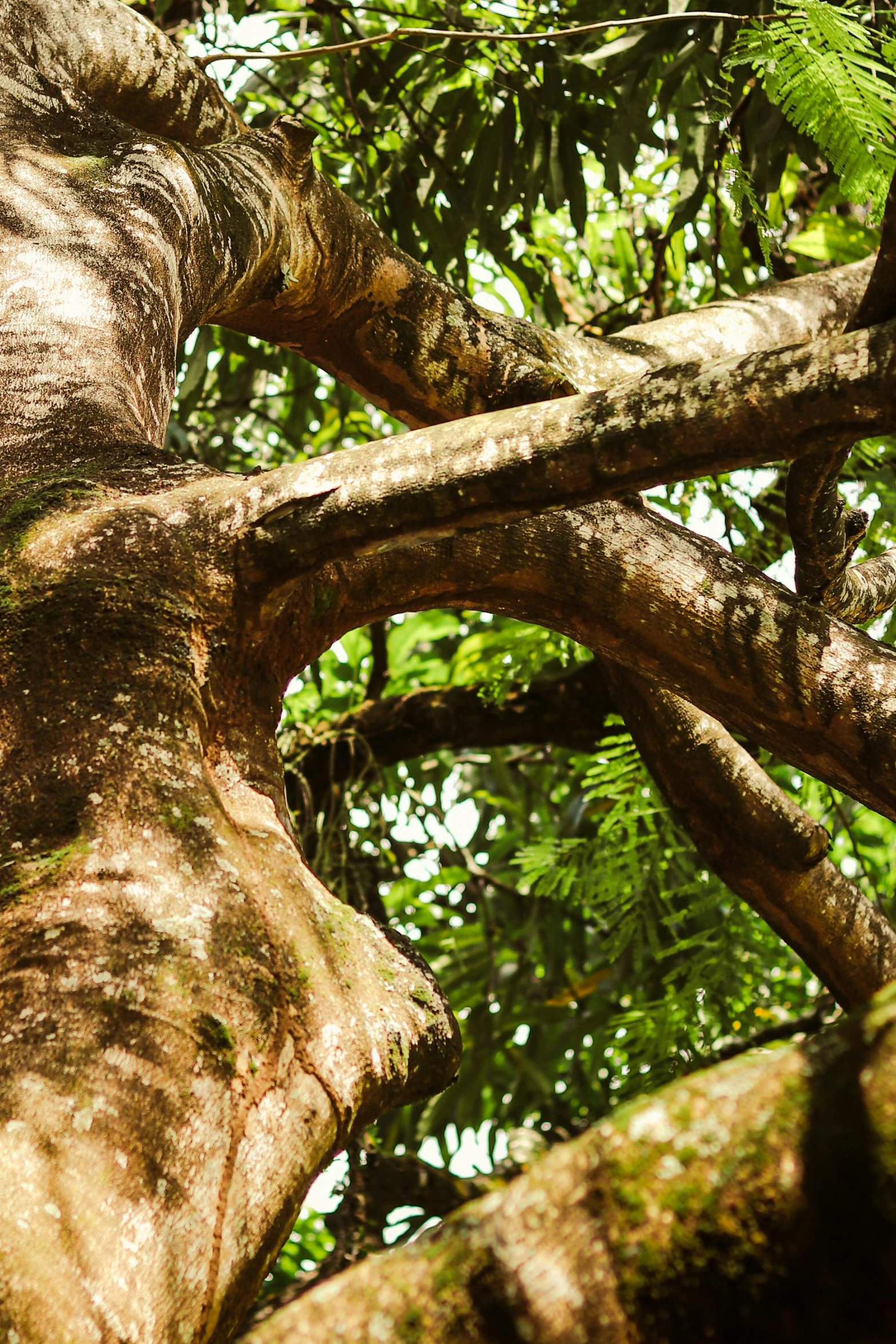 a big tree with some nches hanging from it