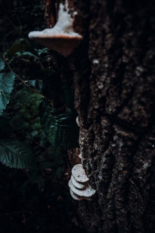 some white mushrooms on a tree trunk near green leaves