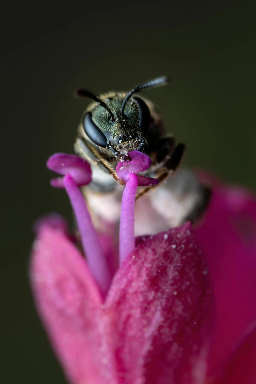 a close up s of the side of a honey bee, with a large insect on the head