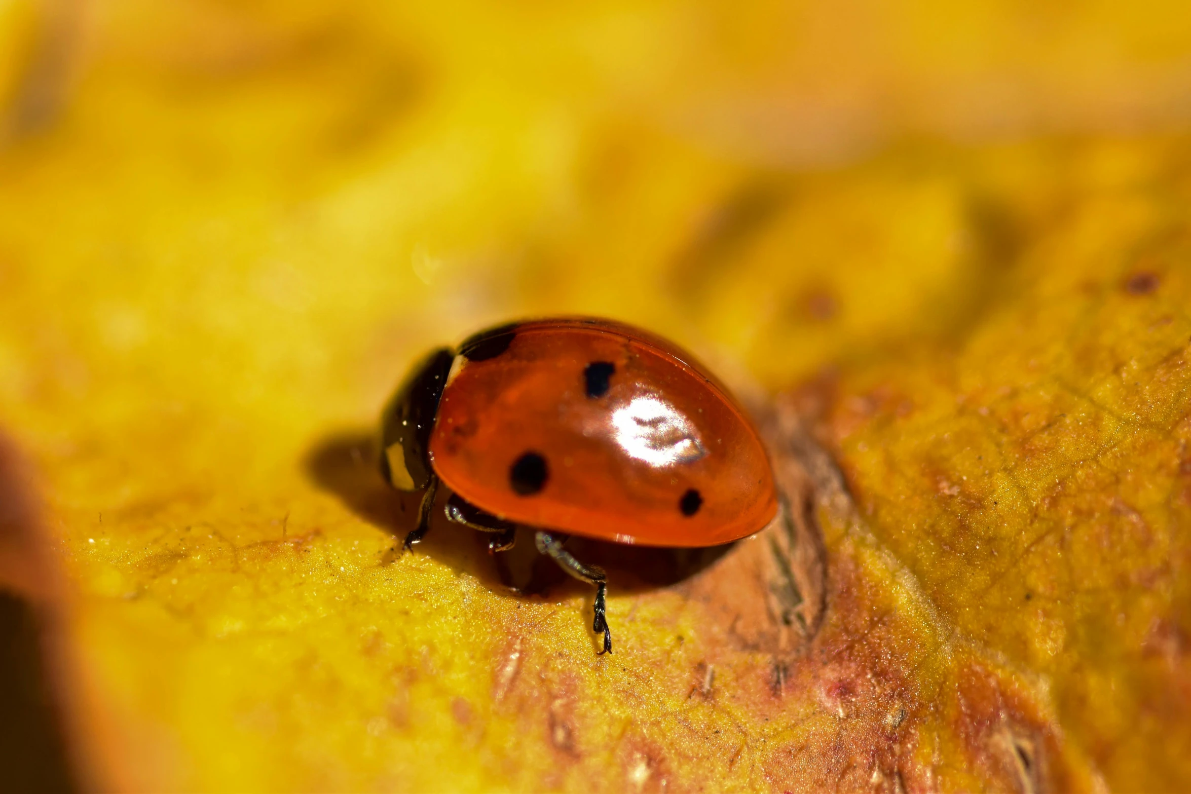 a lady bug sitting on top of a banana peel