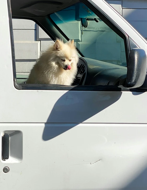 a small dog looking out the window of a car