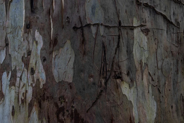 a tree trunk with tree bark and large, peeling wood