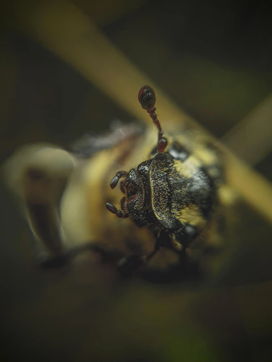 closeup of the seed of a yellow flower