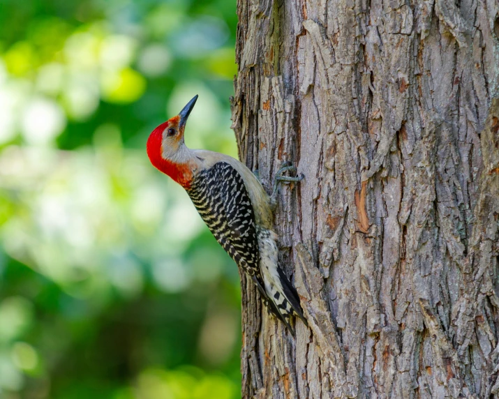 a bird that is standing on the side of a tree