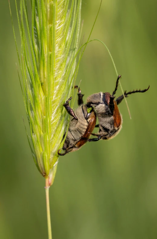 two small bugs on top of some green grass