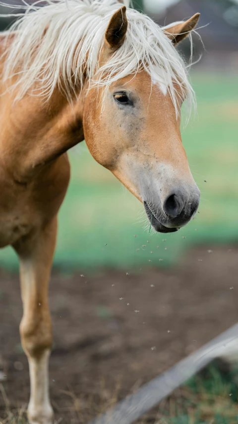 a horse with gy hair in an enclosure