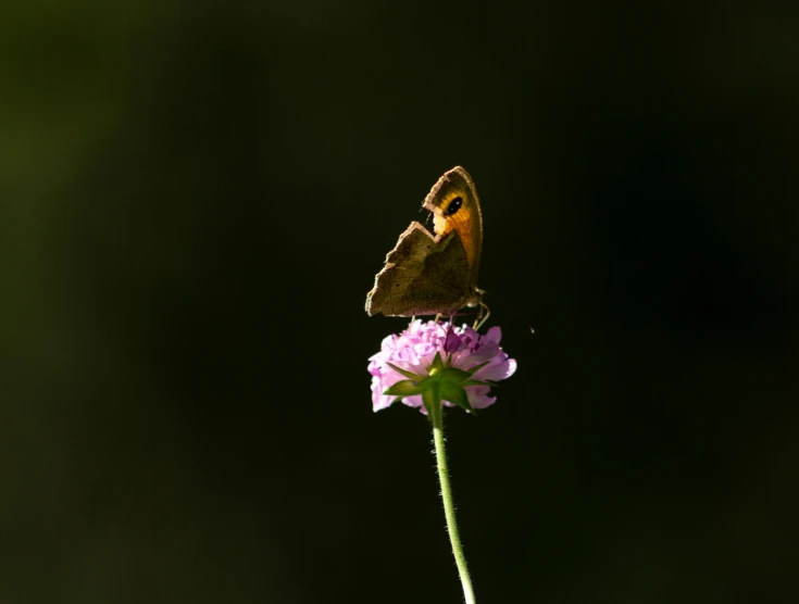 a erfly sitting on top of a pink flower