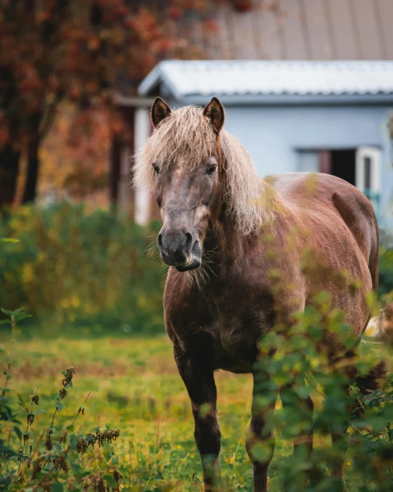 a horse with blonde hair standing in the grass