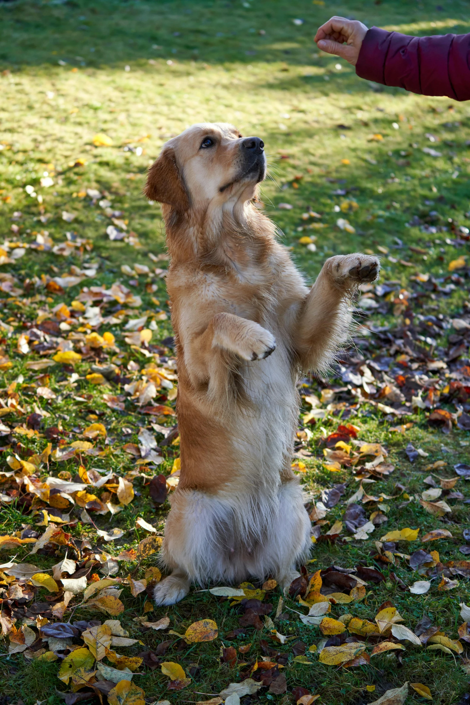 a dog is in the grass and its legs are stretched out