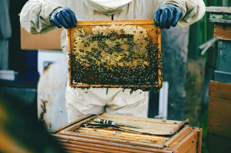 beekeepers are holding their hives while wearing gloves