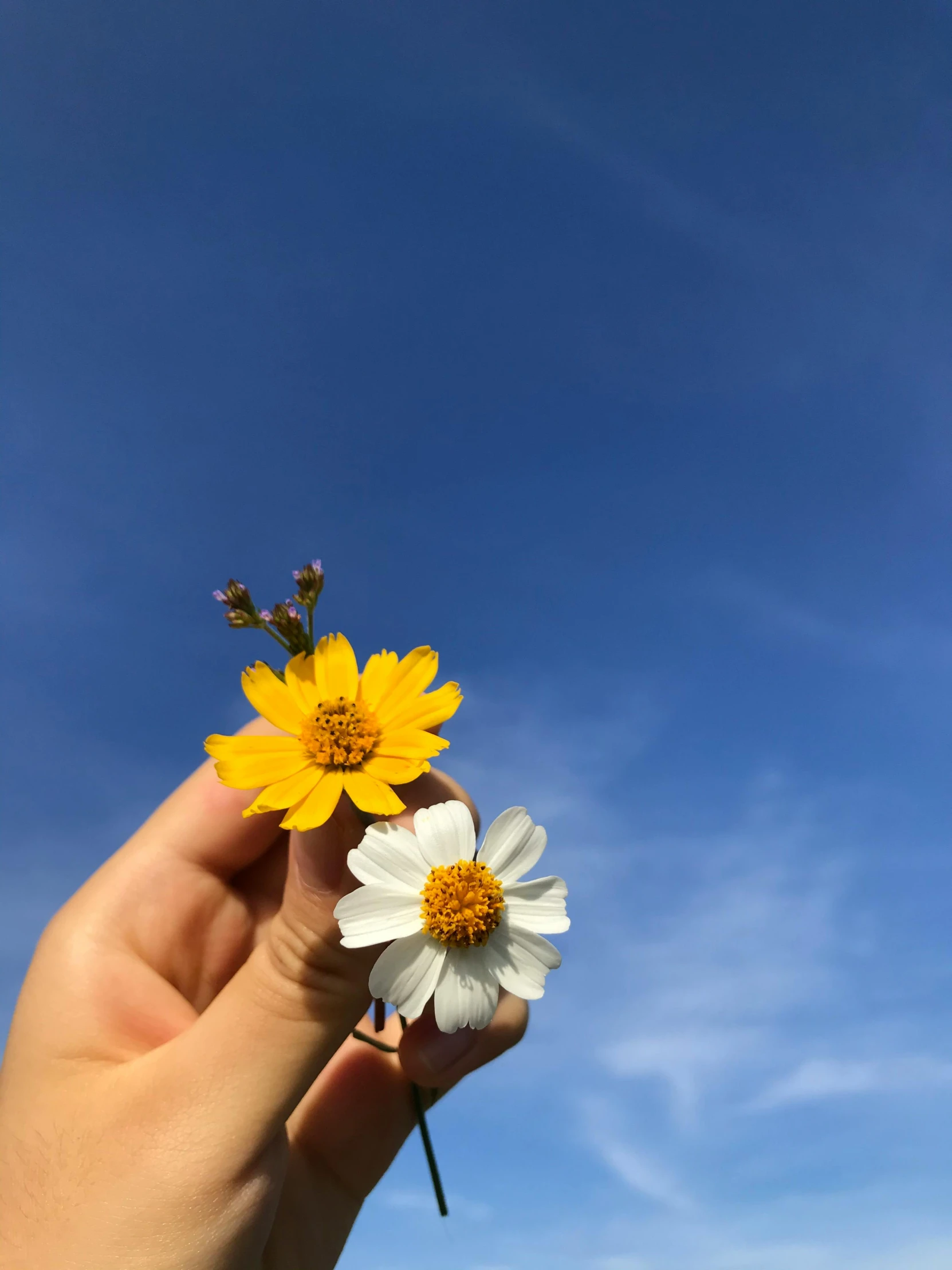 a hand holding some flowers in the sky