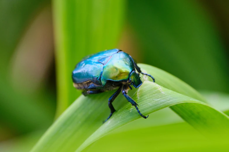 a bug with blue and green colors sitting on a plant