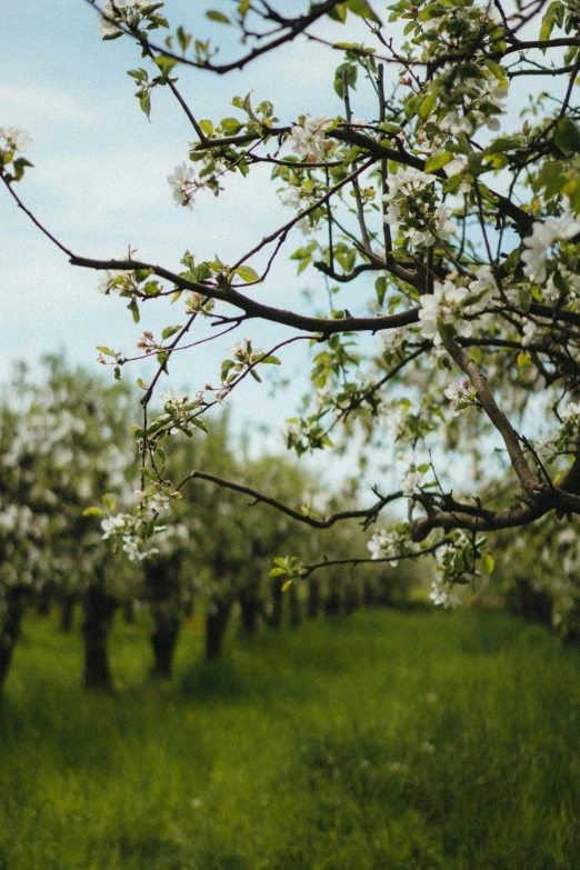 a blurry view of some fruit trees in bloom