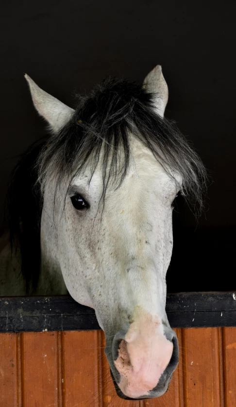 a close up view of a horse looking over the wall