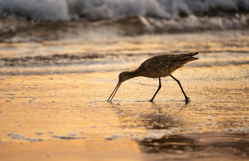 small bird eating from wet sand at the beach