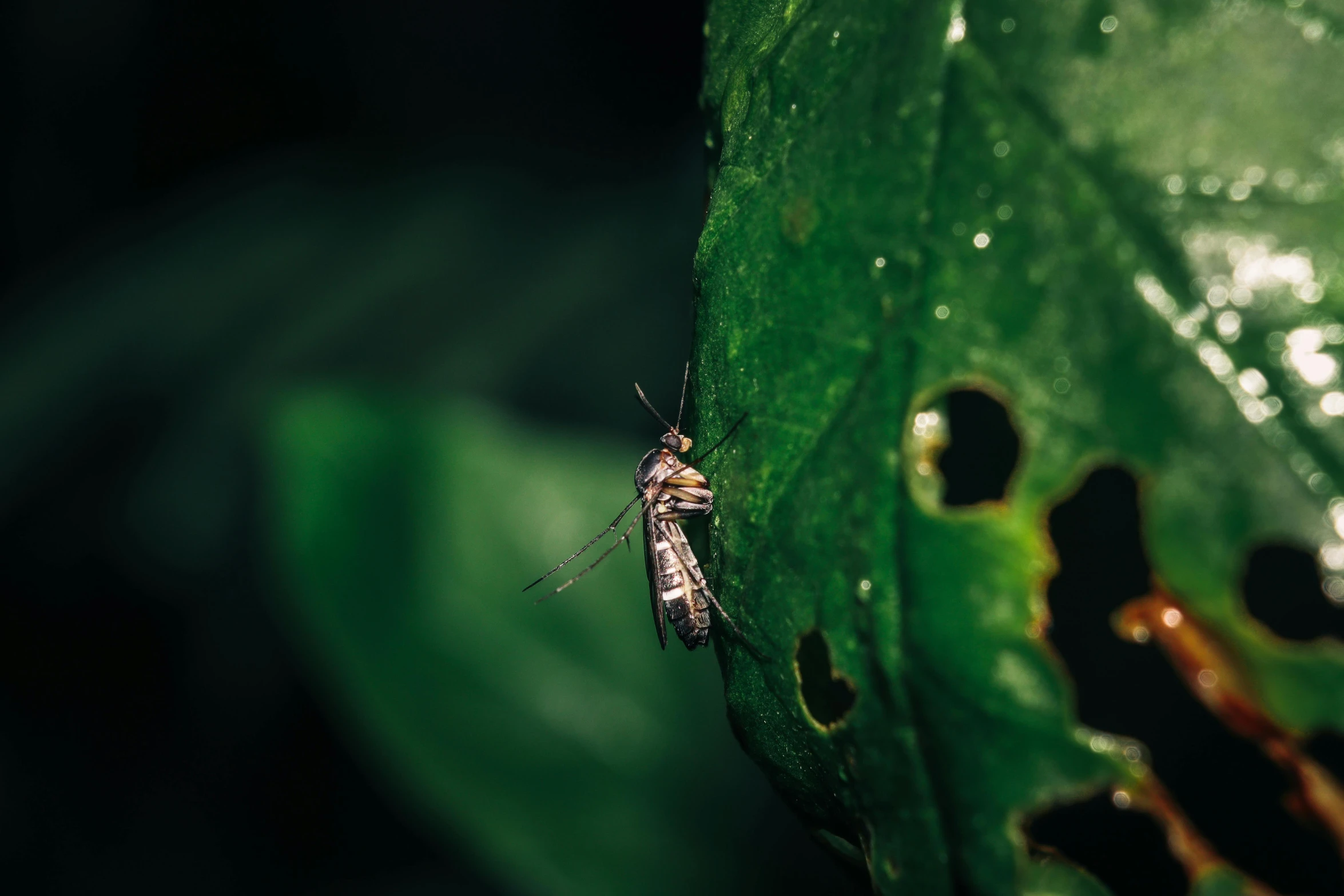 a mosquito that is sitting on a green leaf