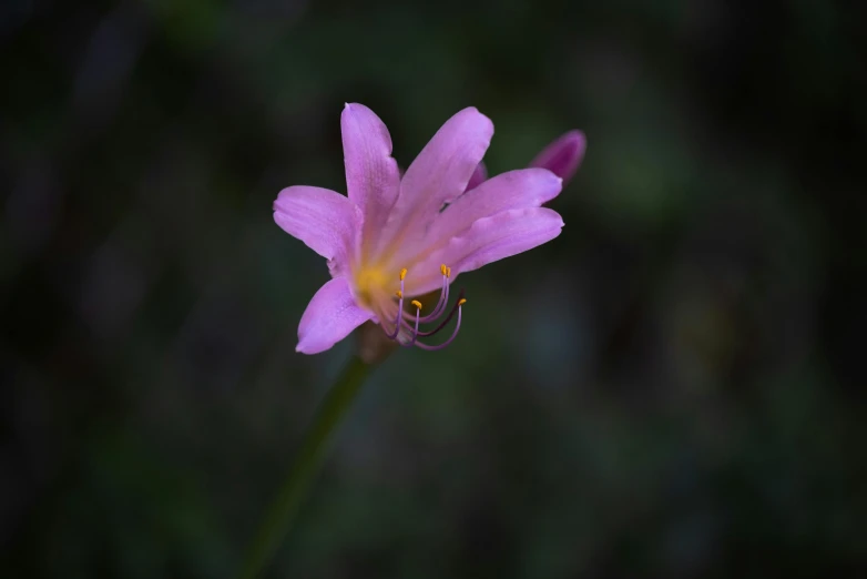 a purple flower with an insect sitting on it