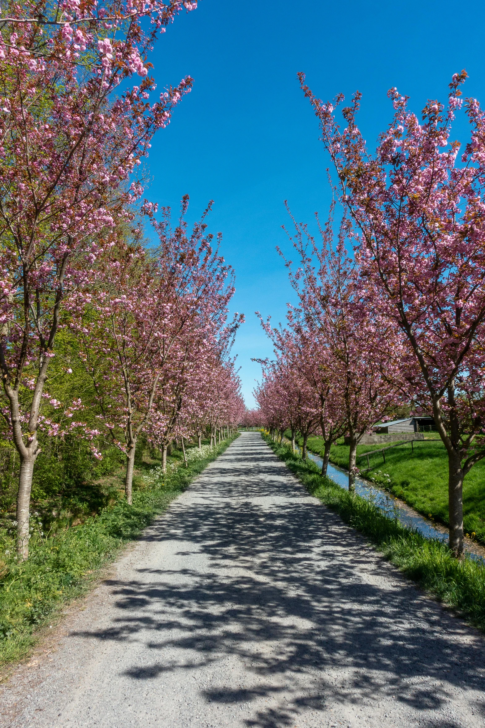 a street lined with trees with bright pink flowers