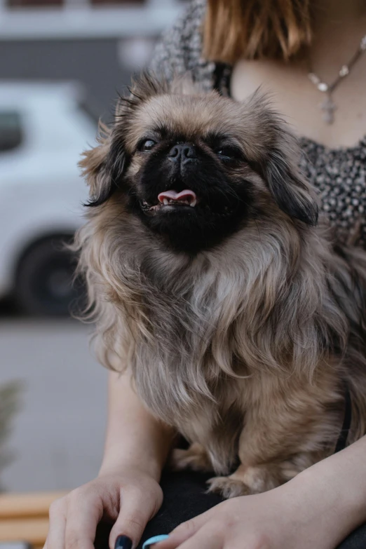 a brown and black dog with one black , next to another black dog