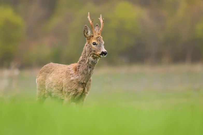 a deer looks around from some tall green grass