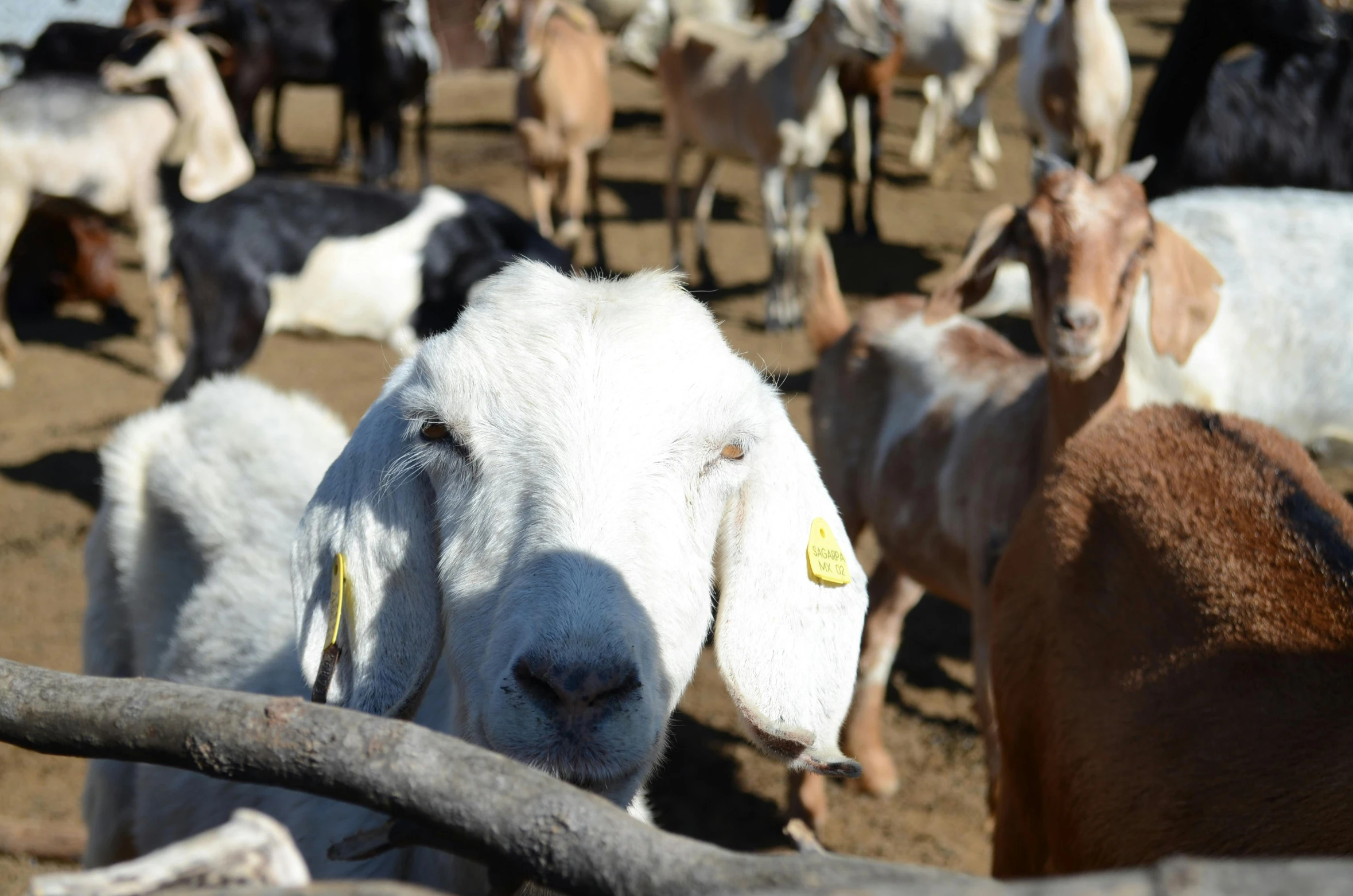 several sheep with tags on their ears and two goats standing in the background