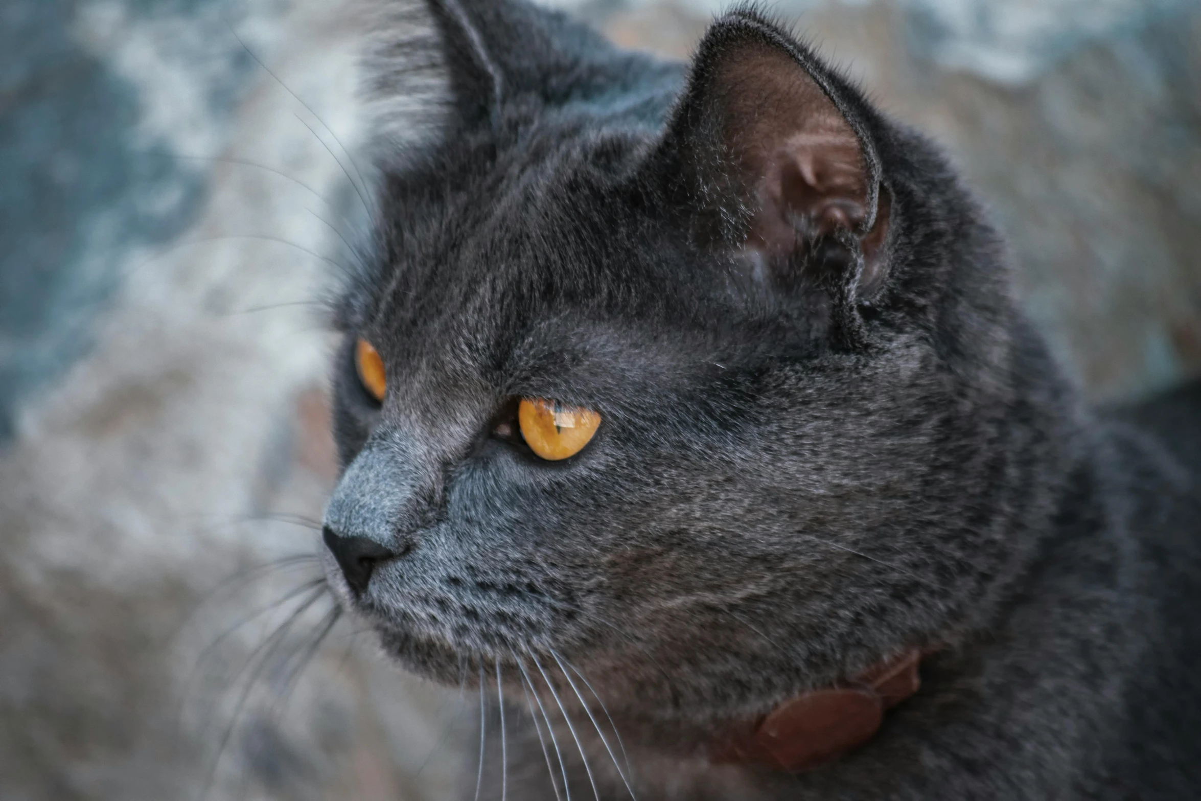 a grey cat is staring ahead while sitting outside