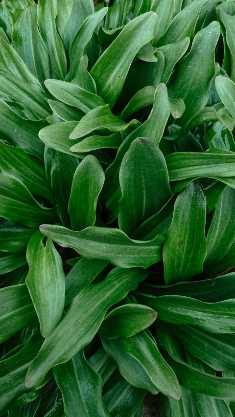 the large green plant has leaves around it