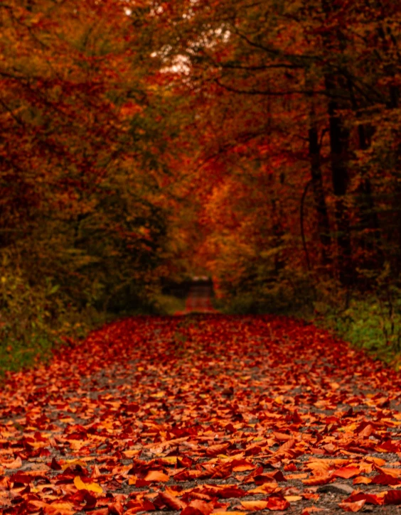a leaf - covered road surrounded by fall leaves