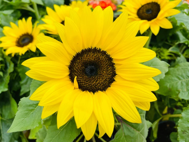 yellow sunflowers with a bee in the middle