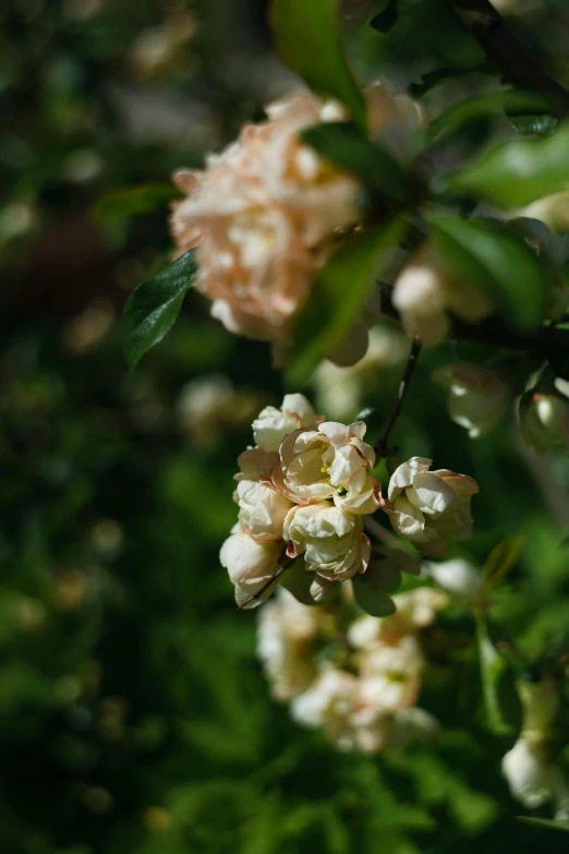 white flowers are in the bush with green leaves