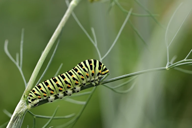 a very small black and yellow caterpillar on a tall green stalk