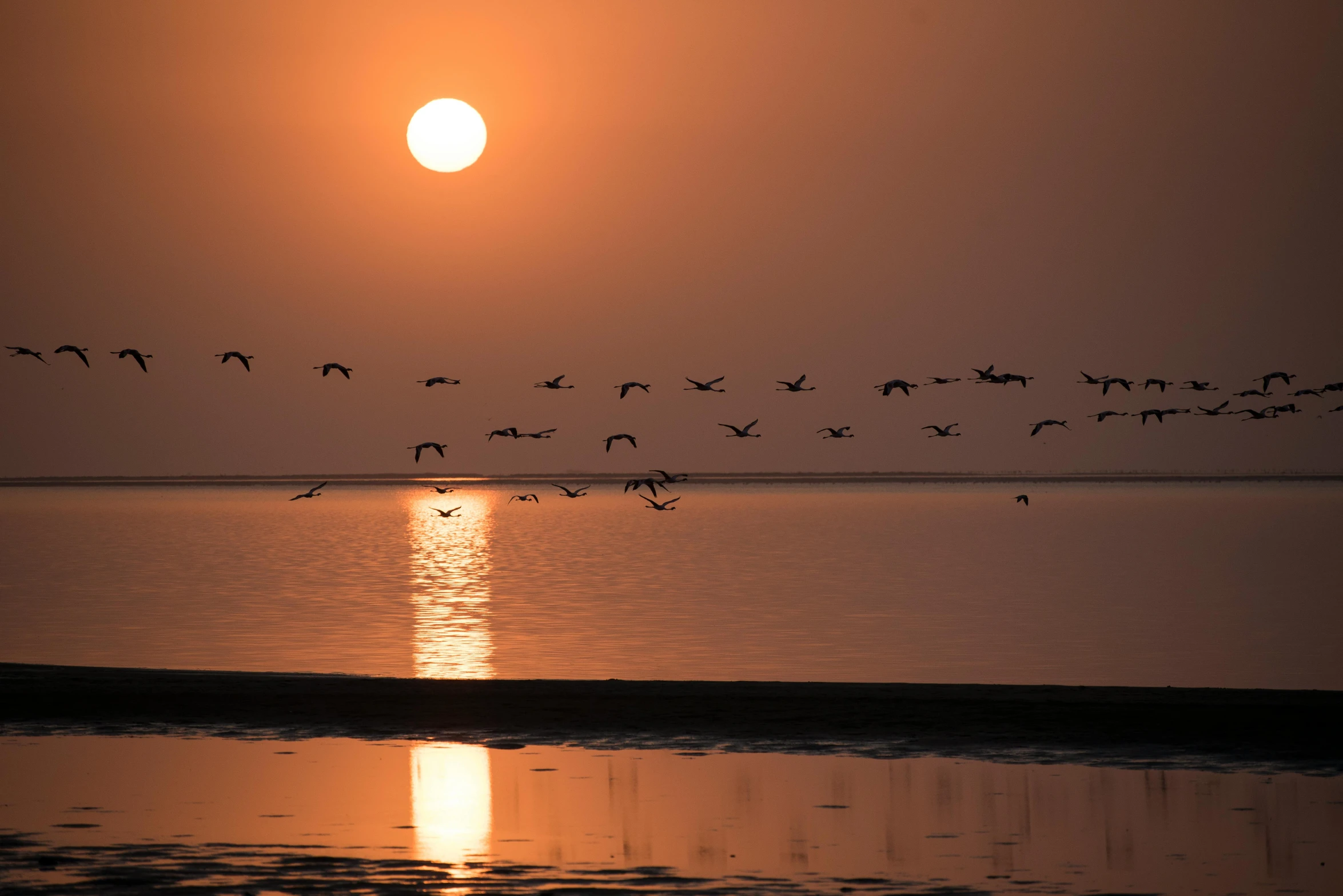 a flock of birds flying above a body of water at sunset