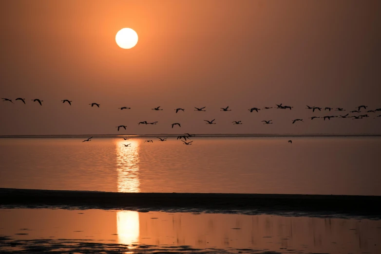 a flock of birds flying above a body of water at sunset