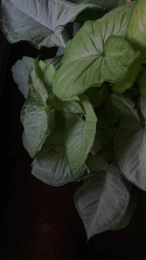 a close up of leaves on the ground