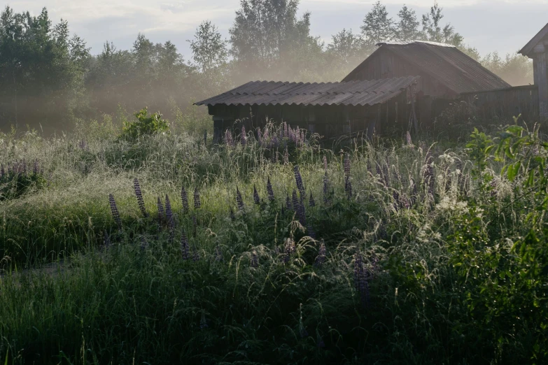 there are many bushes and tall grass near the buildings