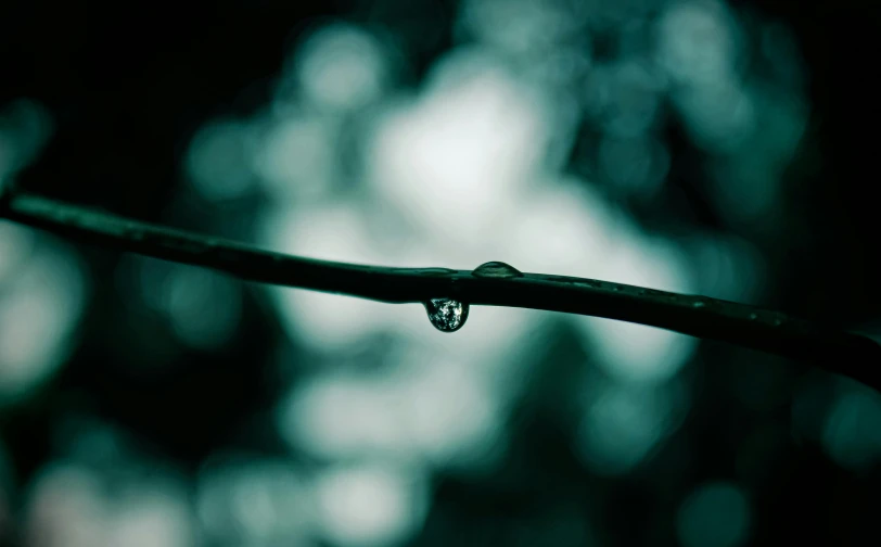 a drop of water sitting on a green leaf
