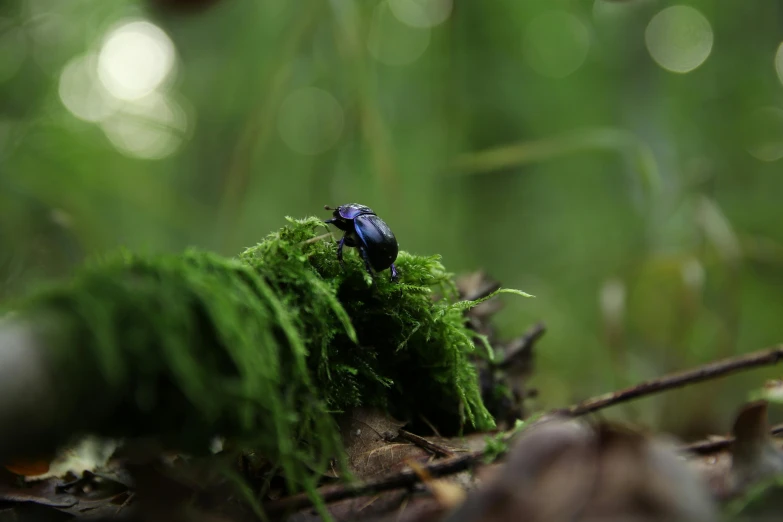 small bug sitting on top of a mossy surface