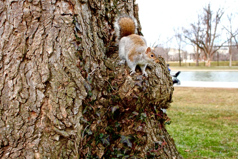 two squirrels on the bark of a tree in a park