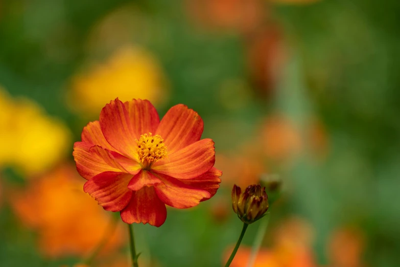 a red flower sitting on top of a lush green field