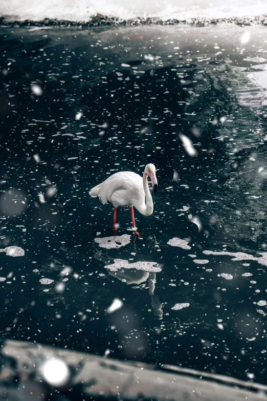 the bird is standing in the water looking for soing