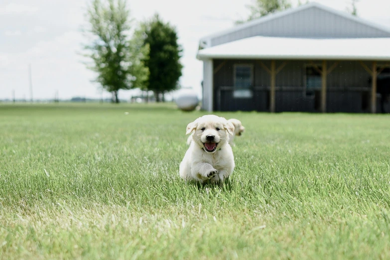 a large white dog running through a grassy field