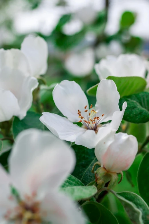 small white flowered flowers in bloom with green leaves