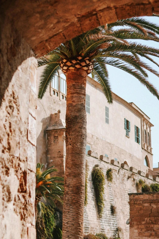 an image of a palm tree in a courtyard