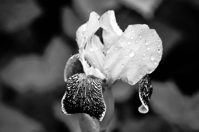 a black and white po of a flower