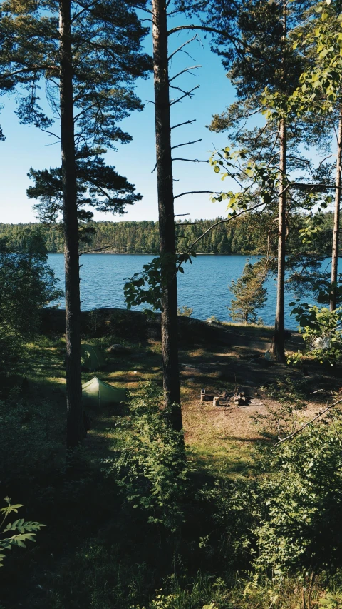 a lot of trees near the shore and water