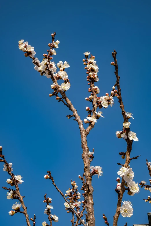 nches of a tree in the foreground with blossoming flowers on them